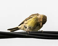 Serin des Canaries