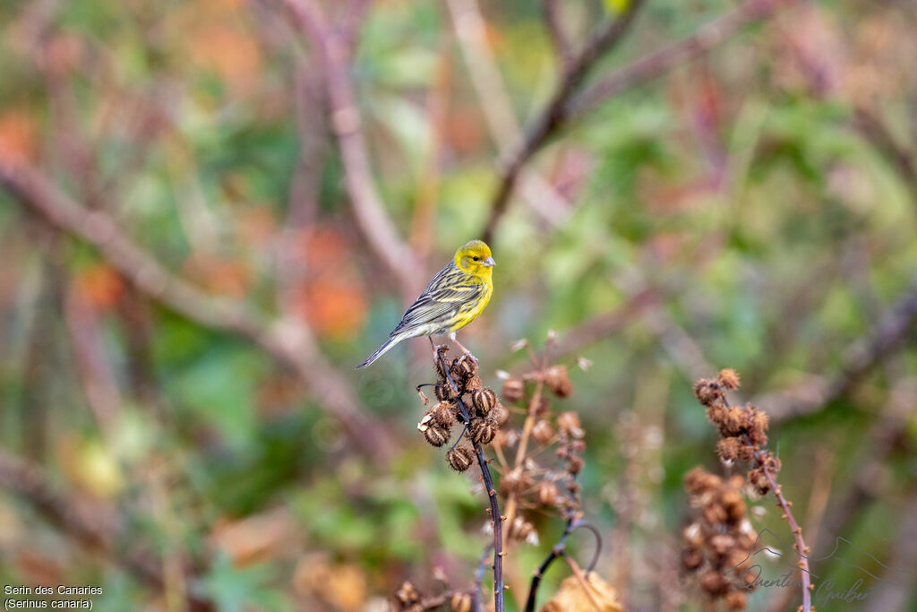 Serin des Canariesadulte nuptial, identification