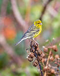 Serin des Canaries