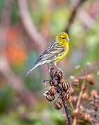 Atlantic Canary