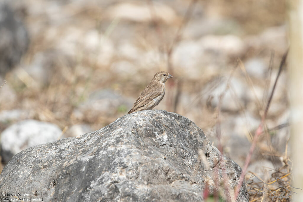 Serin du Yémen