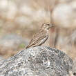 Serin du Yémen