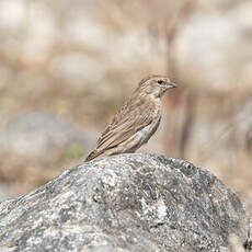 Serin du Yémen