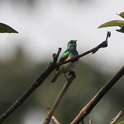 Yellow-chinned Sunbird