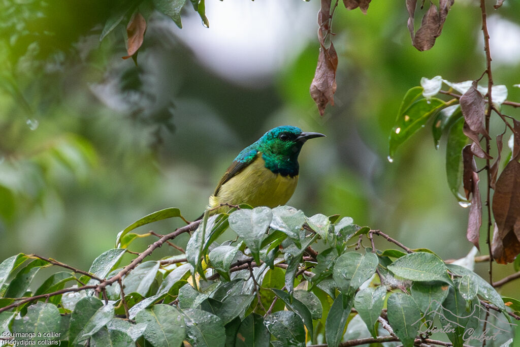 Collared Sunbird