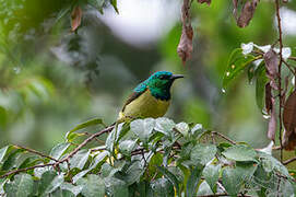 Collared Sunbird