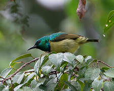 Collared Sunbird