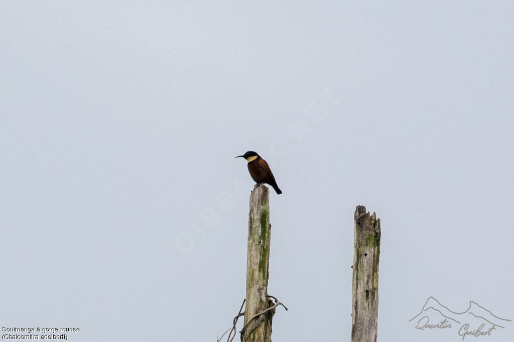 Buff-throated Sunbirdadult breeding, identification