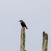 Buff-throated Sunbird