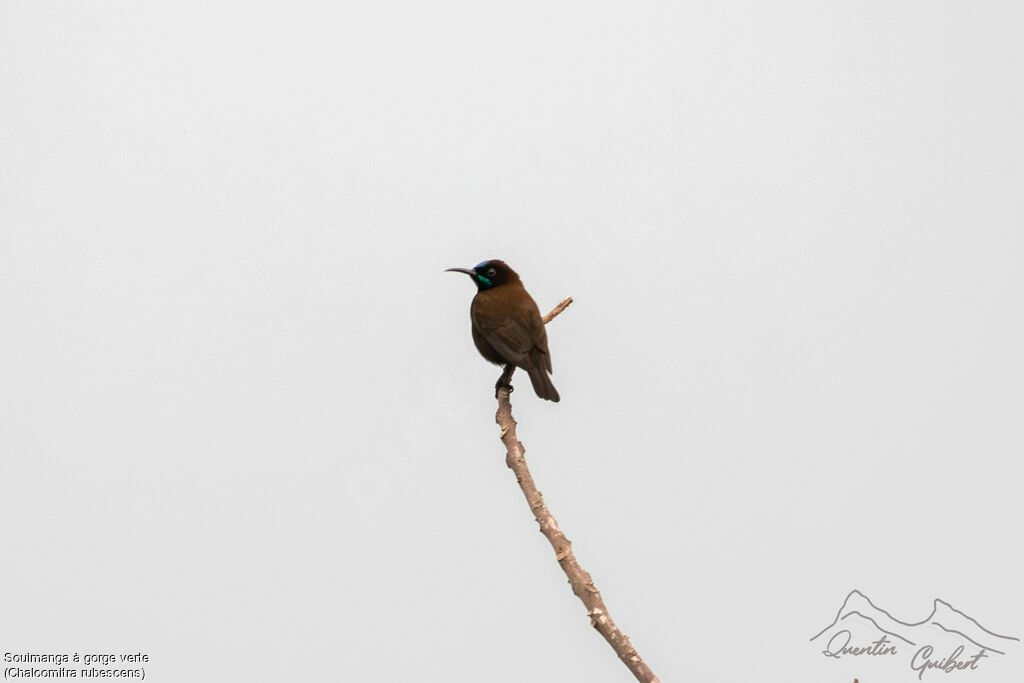 Green-throated Sunbird