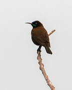 Green-throated Sunbird