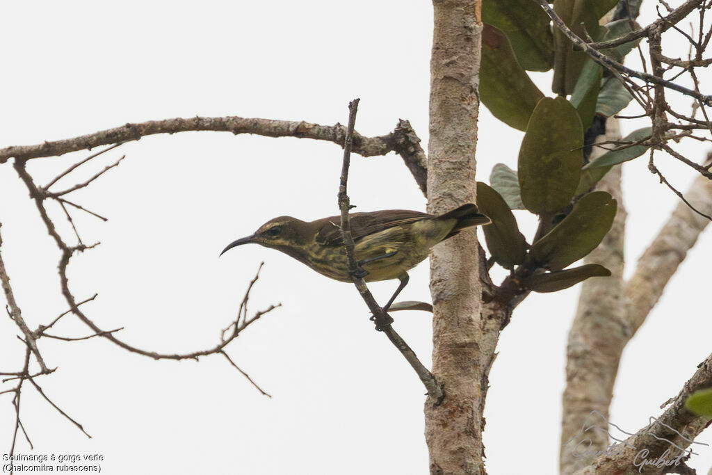 Green-throated Sunbird female adult, identification