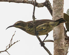 Green-throated Sunbird