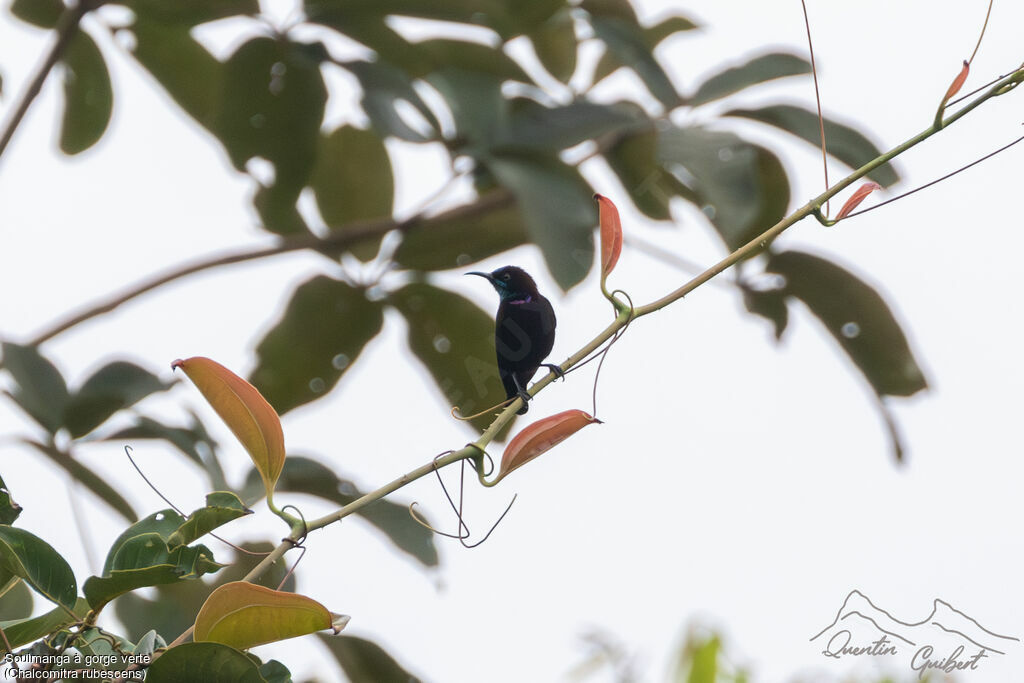 Green-throated Sunbird male adult, identification