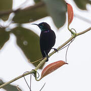 Green-throated Sunbird