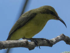 Sahul Sunbird