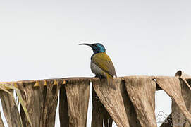 Green-headed Sunbird