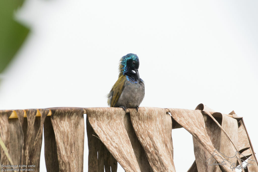 Green-headed Sunbird