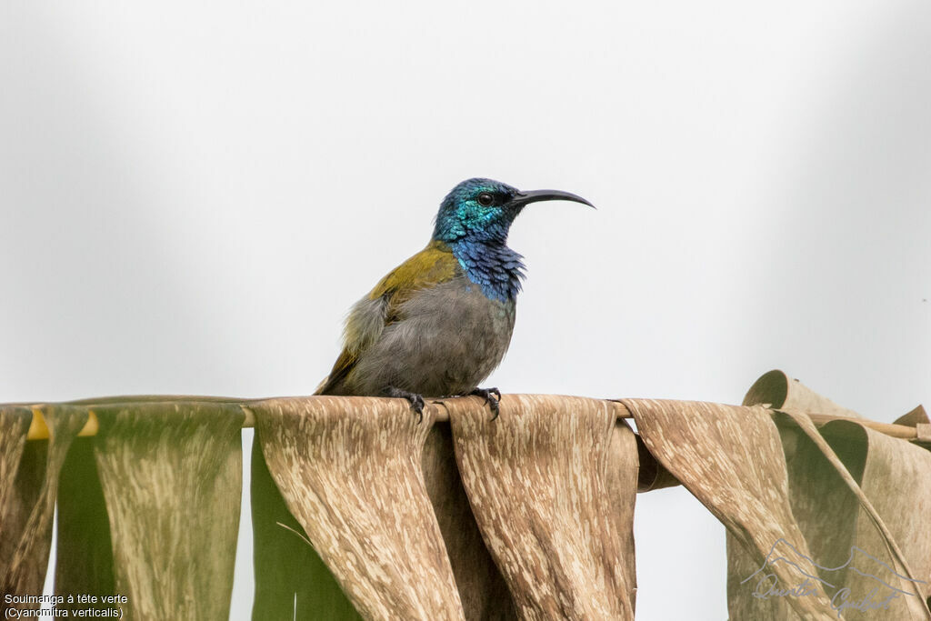 Green-headed Sunbird male adult breeding, identification