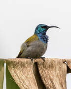 Green-headed Sunbird