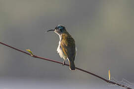 Green-headed Sunbird