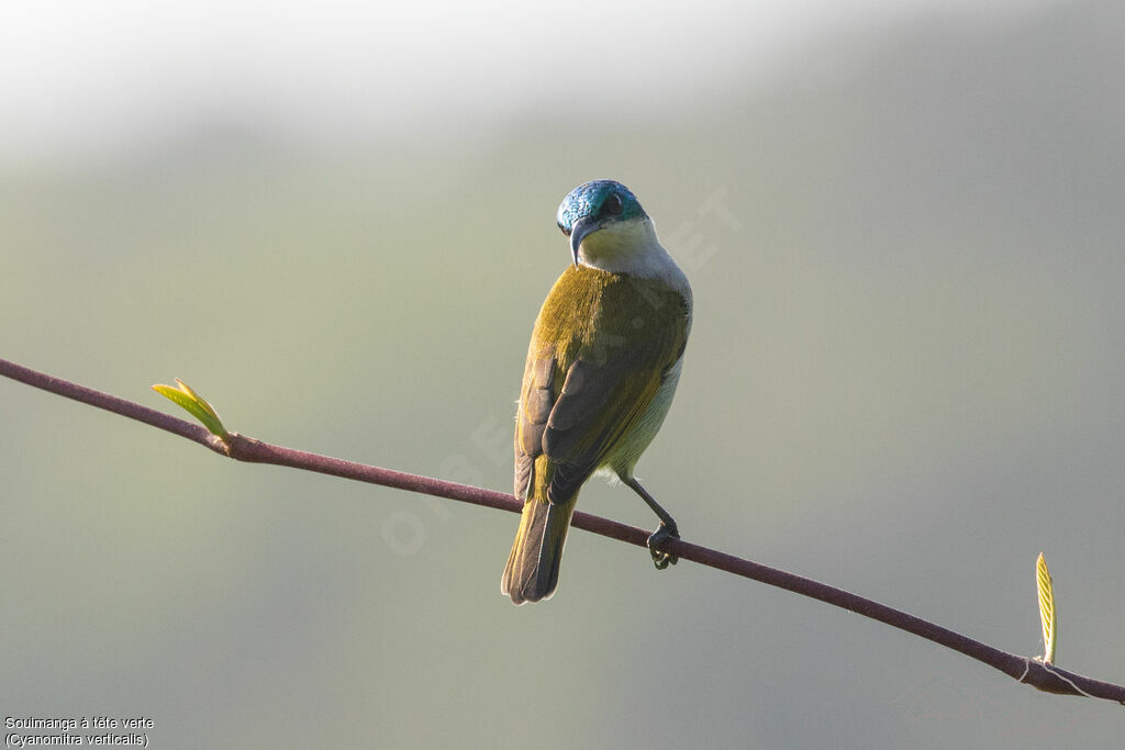 Green-headed Sunbird