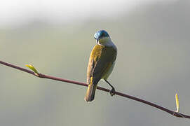 Green-headed Sunbird