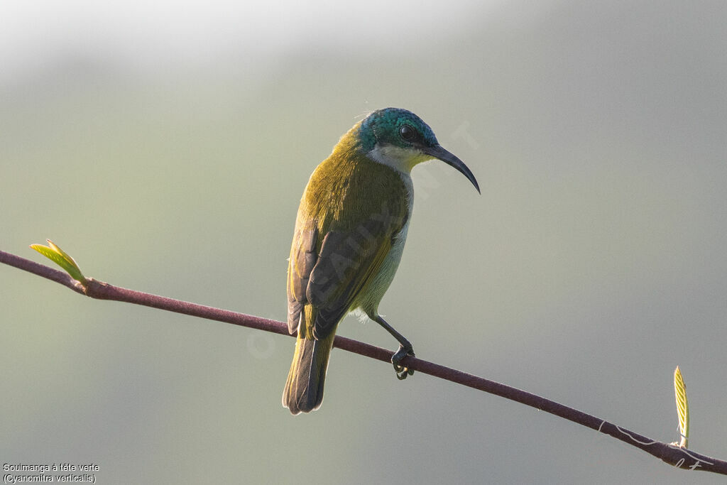 Green-headed Sunbirdadult breeding, identification