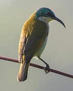 Green-headed Sunbird