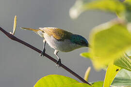 Green-headed Sunbird