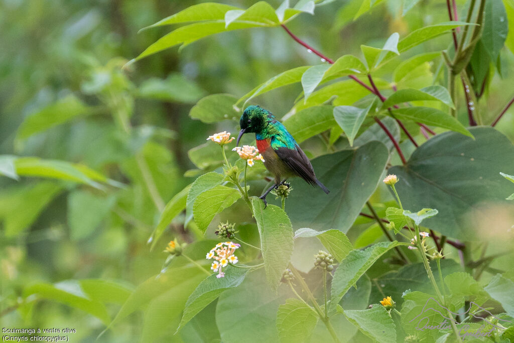 Olive-bellied Sunbird