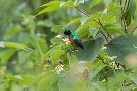 Olive-bellied Sunbird