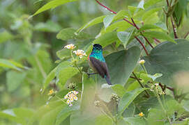 Olive-bellied Sunbird