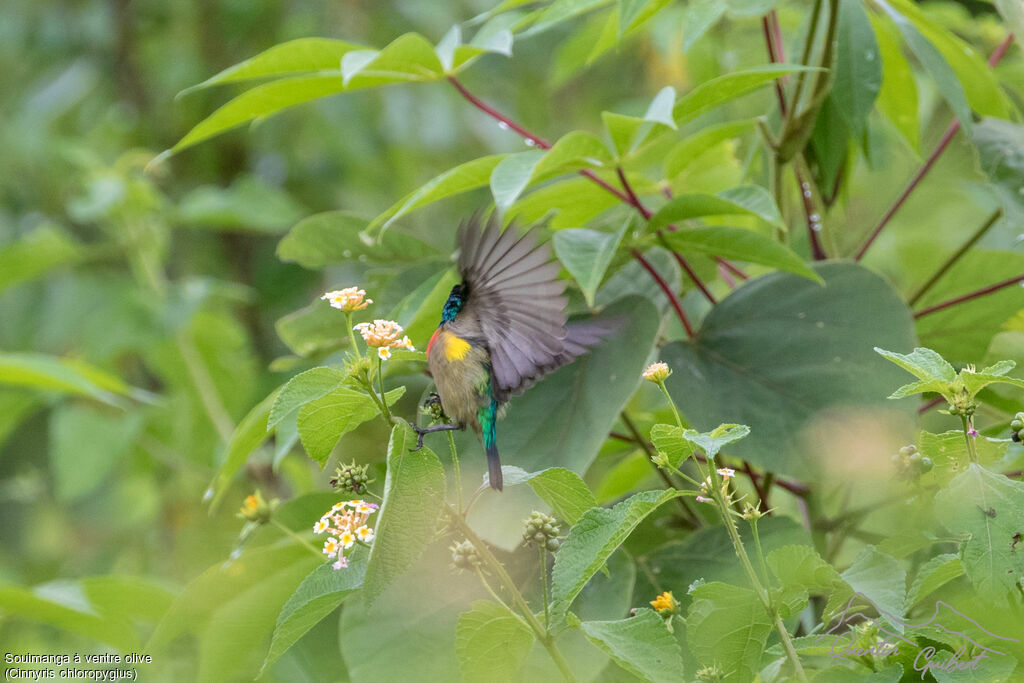 Olive-bellied Sunbird