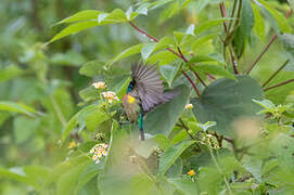 Olive-bellied Sunbird