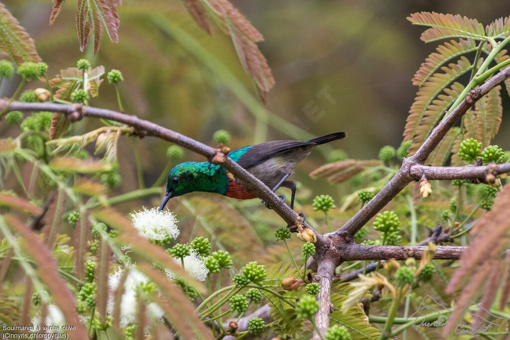 Olive-bellied Sunbirdadult breeding, identification, eats