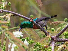 Olive-bellied Sunbird