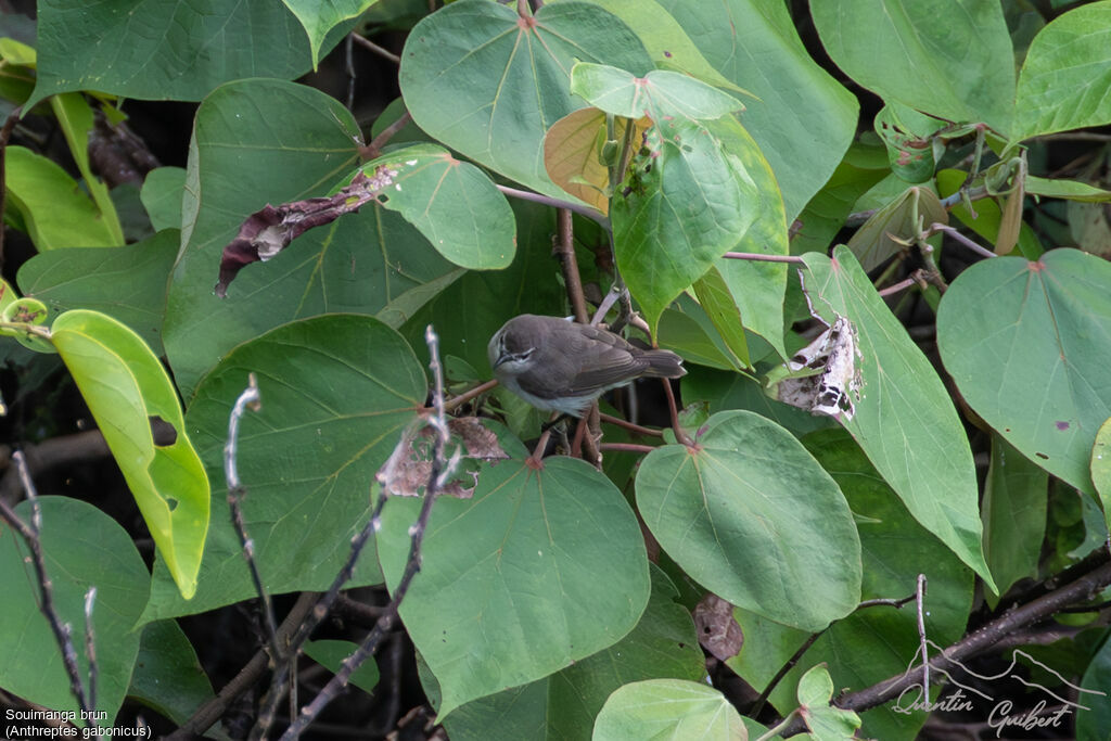 Mangrove Sunbirdadult, identification