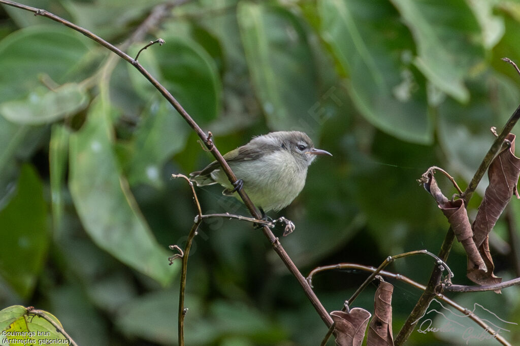 Souimanga brunjuvénile, identification