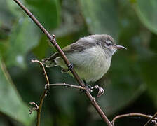 Mangrove Sunbird