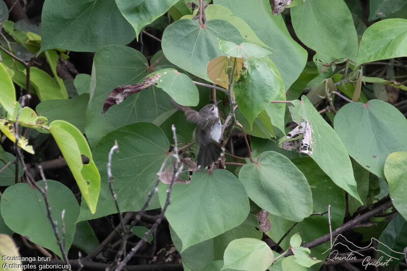 Mangrove Sunbirdadult, identification