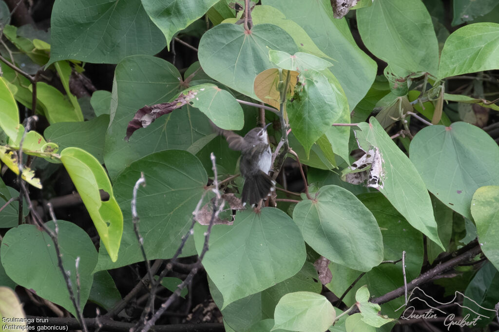 Mangrove Sunbirdadult, identification