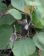 Mangrove Sunbird