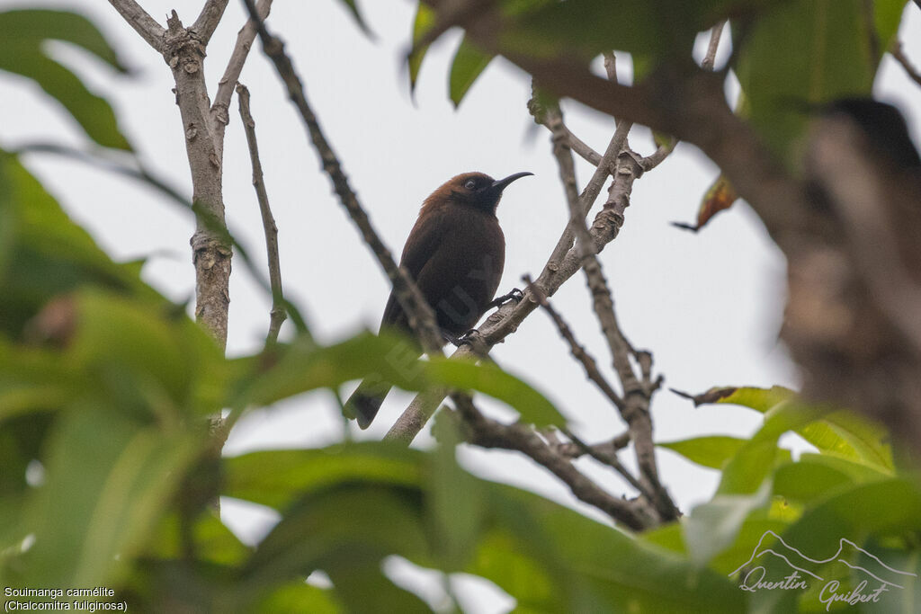 Carmelite Sunbird, identification