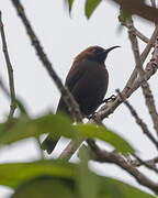 Carmelite Sunbird