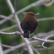 Carmelite Sunbird