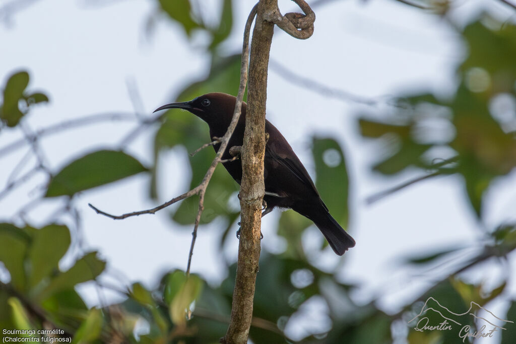 Carmelite Sunbird, identification