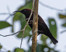 Carmelite Sunbird