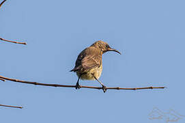 Carmelite Sunbird
