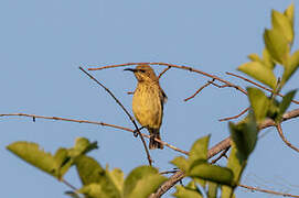 Carmelite Sunbird